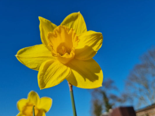 NEW: Daffodil 'Agathon'