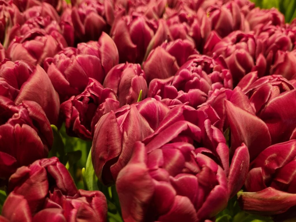 Tulipa Alison Bradley NEW