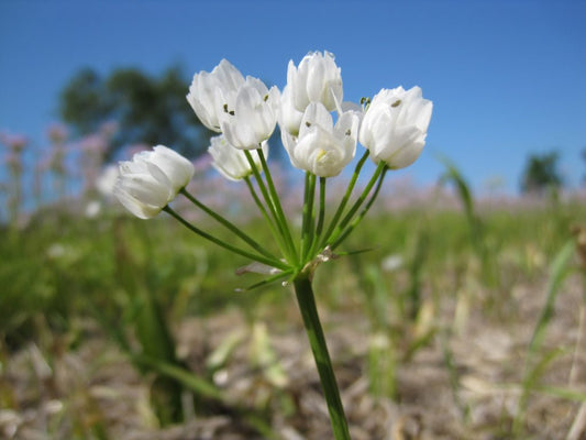 Allium Cowanii