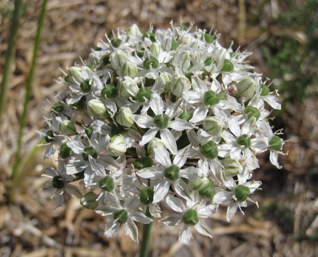 Allium stipitatum 'Mount Everest'