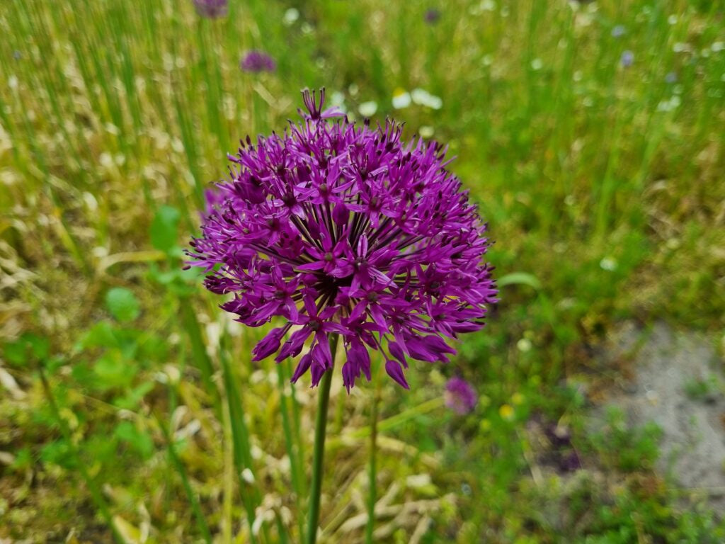 Allium 'Purple Rain'