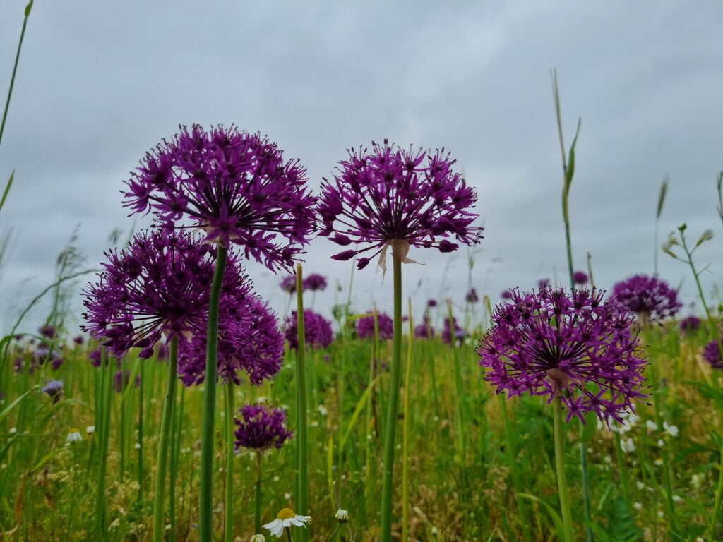 Allium 'Purple Rain'
