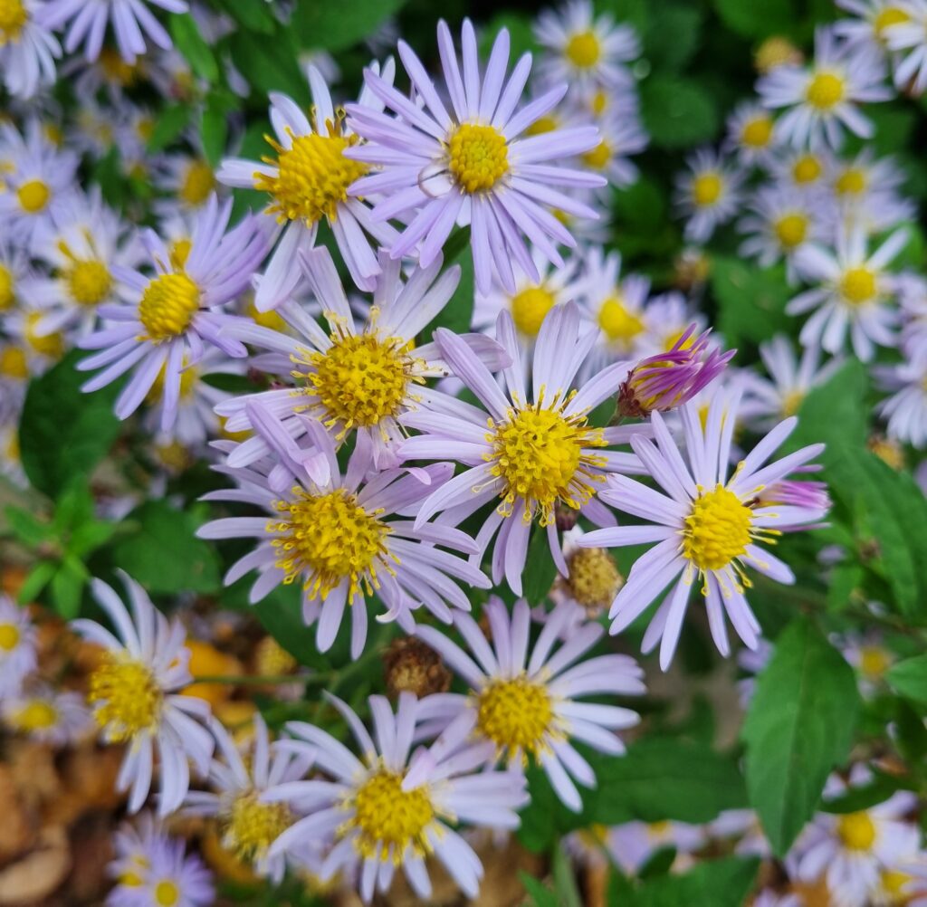 Aster ageratoides Asran