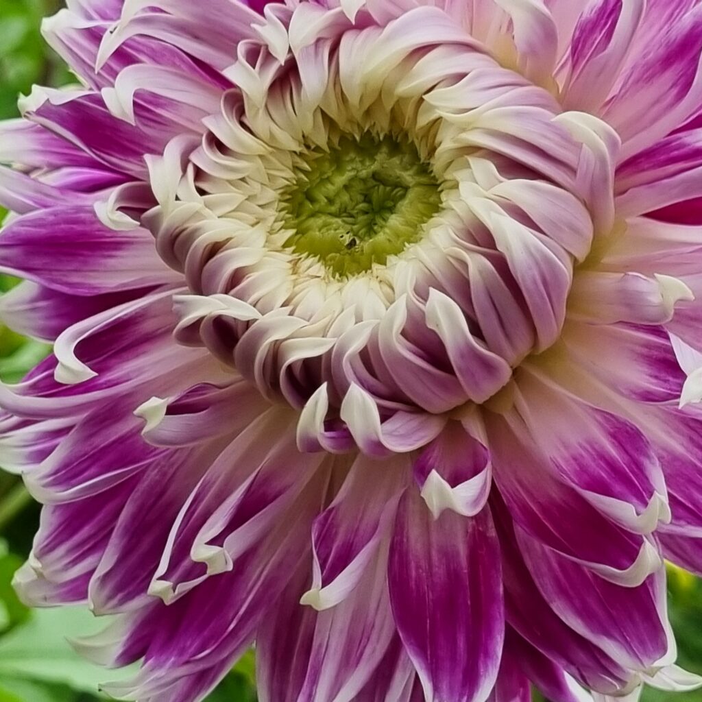 Dahlia Avignon