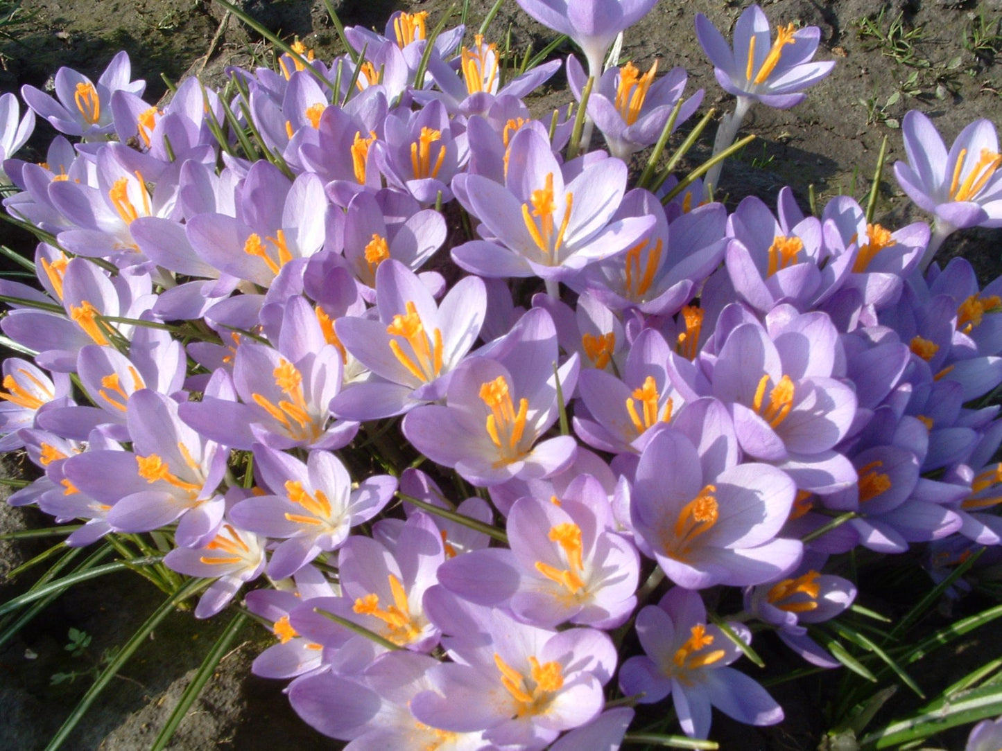 Crocus 'Barr's purple'