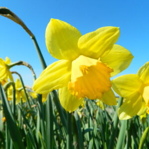 NEW: Daffodil 'Carlton'