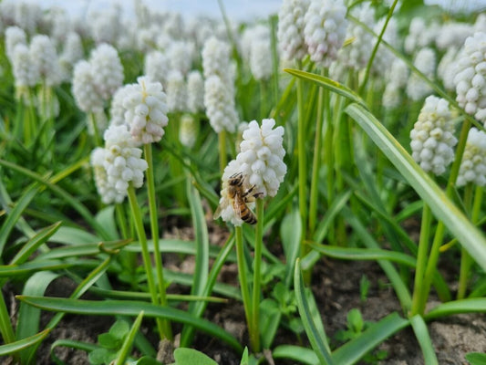 NEW: Muscari botryoides 'Casablanca'