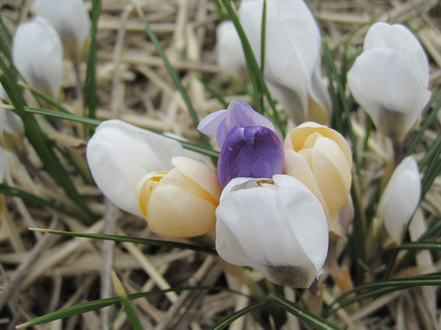 Botanical crocus, colour mixture