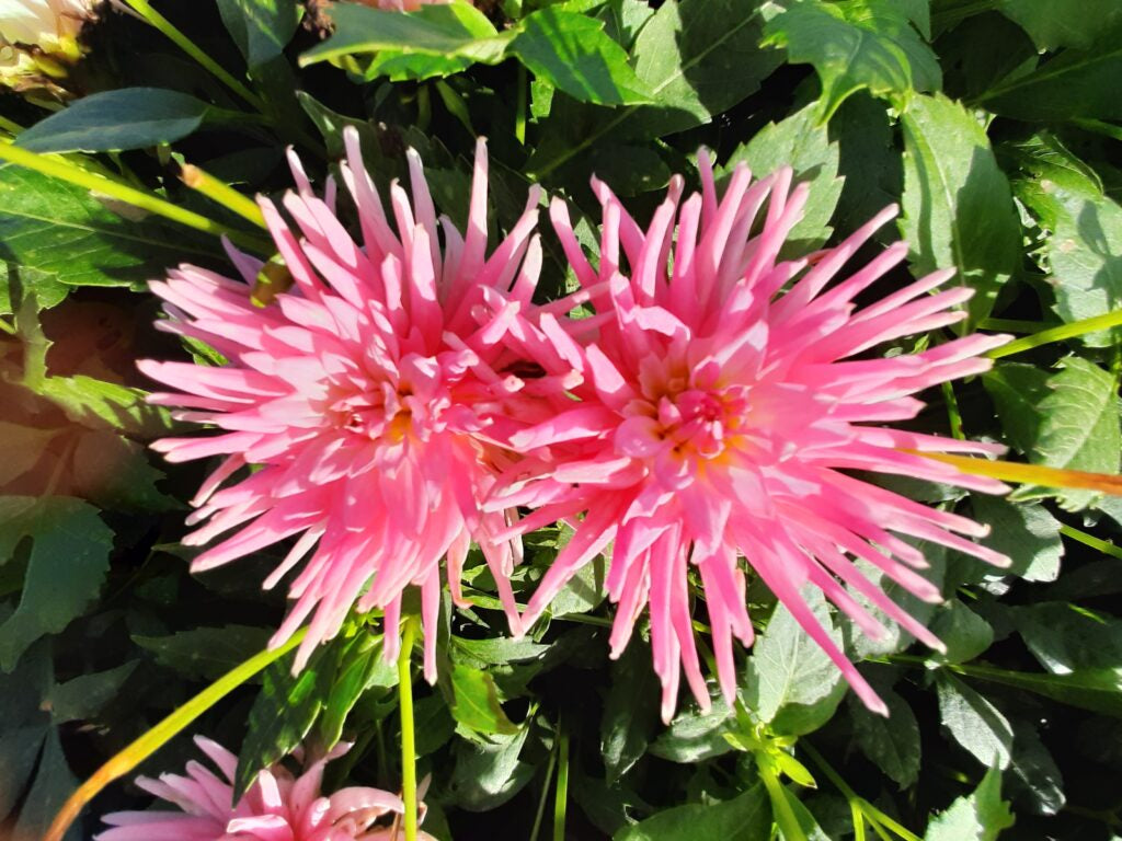 Dahlia Park Princess