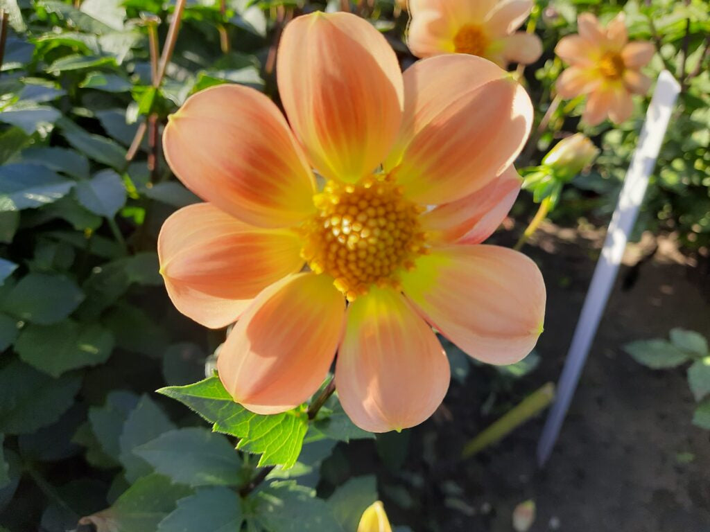 Dahlia Topmix apricot