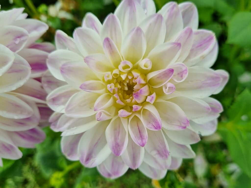 Dahlia Wittem