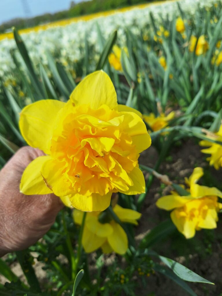 Daffodil 'Dick Wilden' NEW