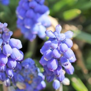 NEW: Muscari botryoides 'Early Bird'