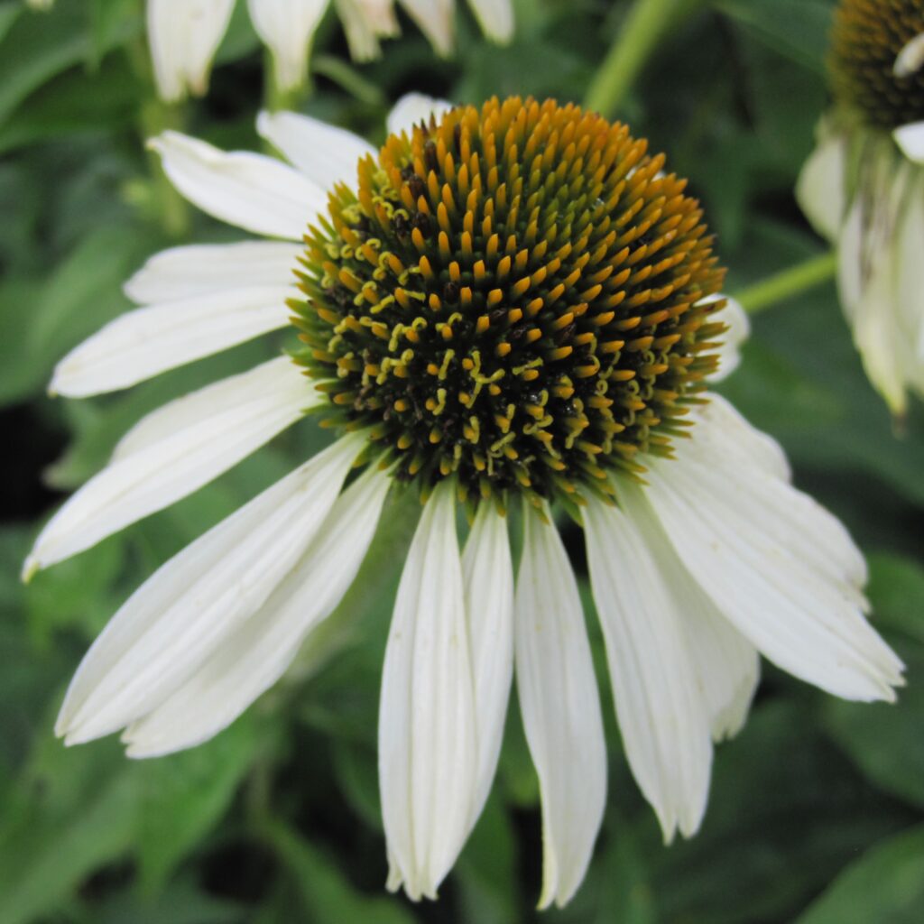 Echinacea purpurea 'Baby Swan White'