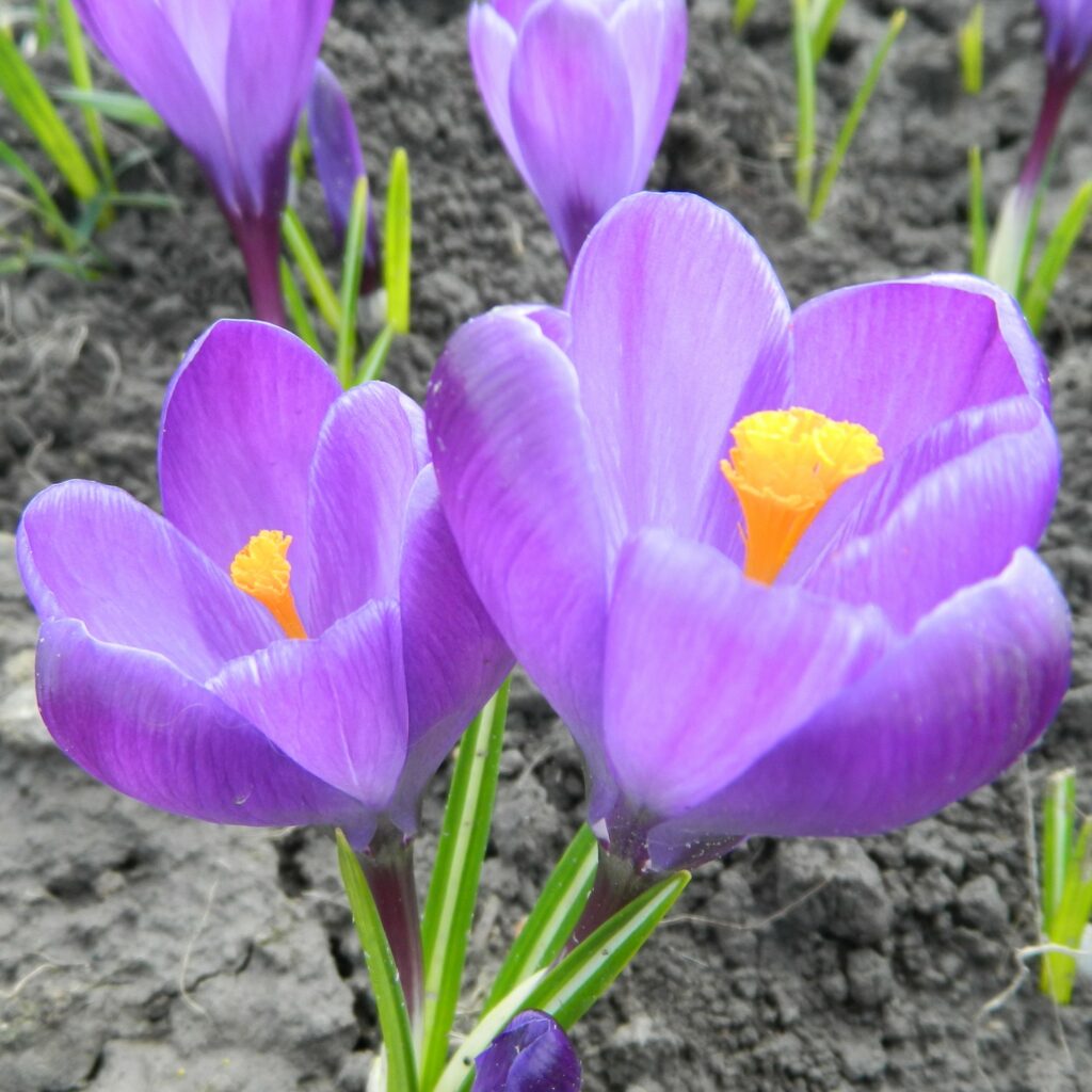 Crocus 'Flower record'