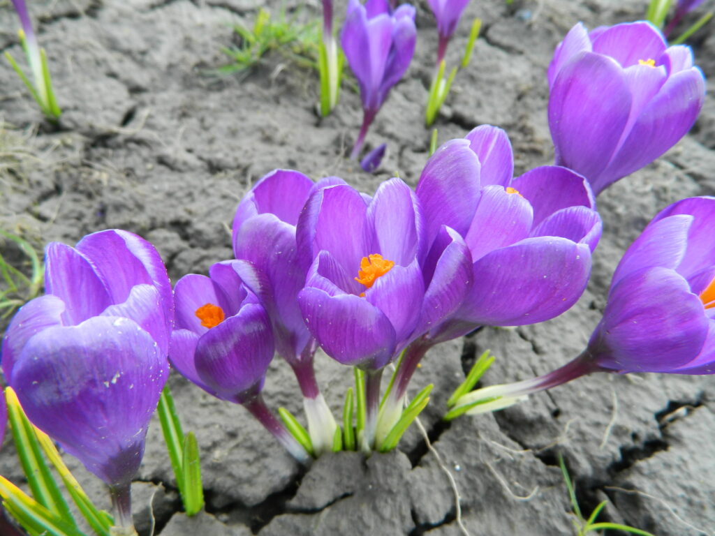 Crocus 'Flower record'