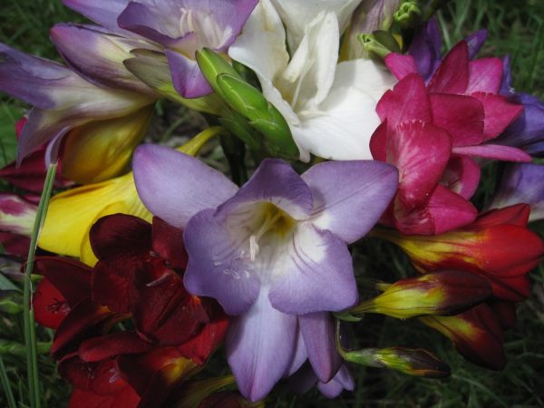 Freesia, 10 pcs