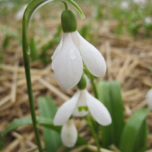 Galanthus woronowii NEW