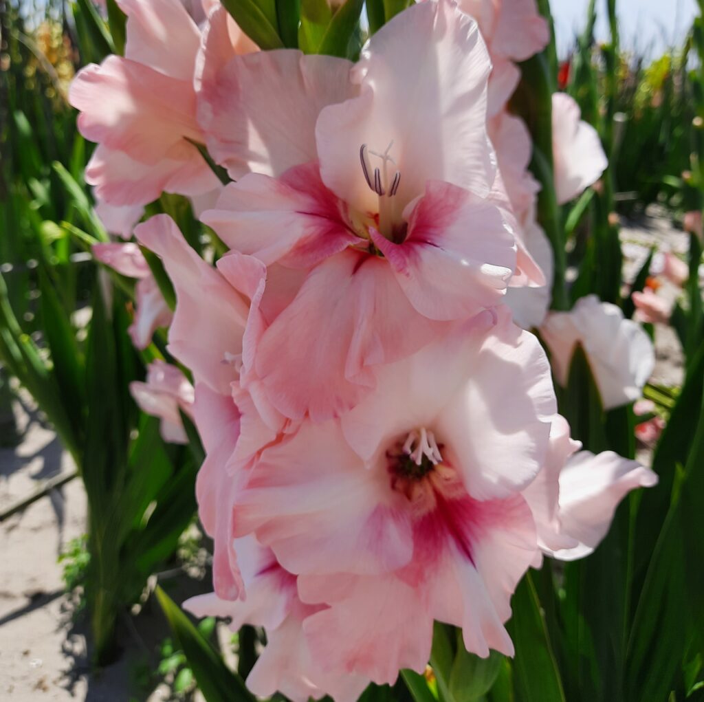 Gladiolus Adrenalin
