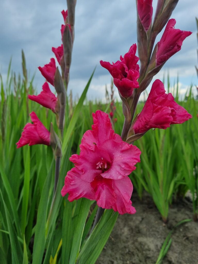 Gladiolus Kingston Ruffle