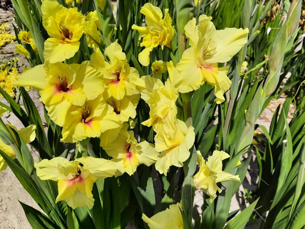 Gladiolus Maxial