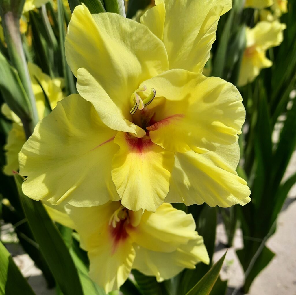 Gladiolus Maxial