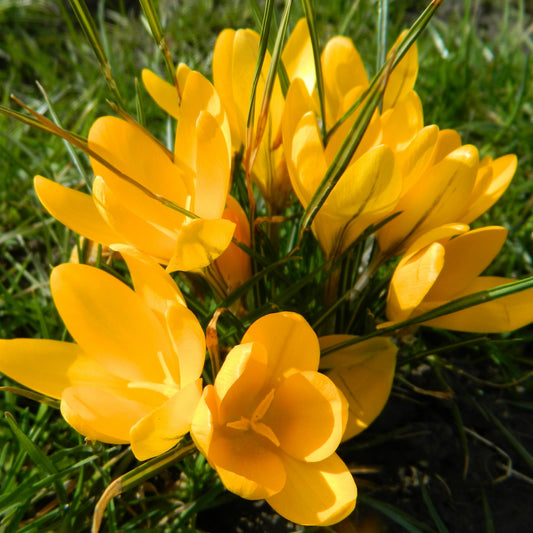 Crocus 'Golden yellow'