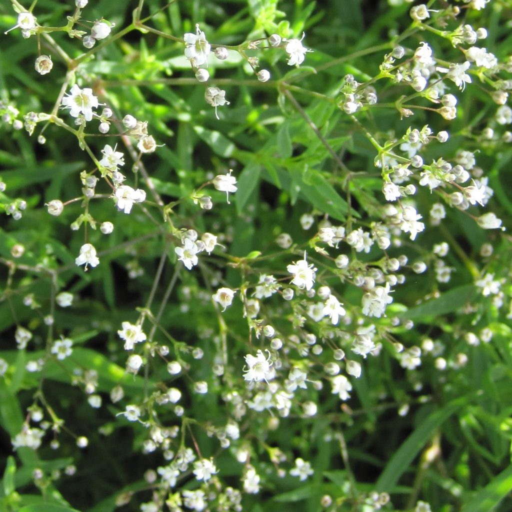 Gypsophila  'Snowflake' (baby's breath)