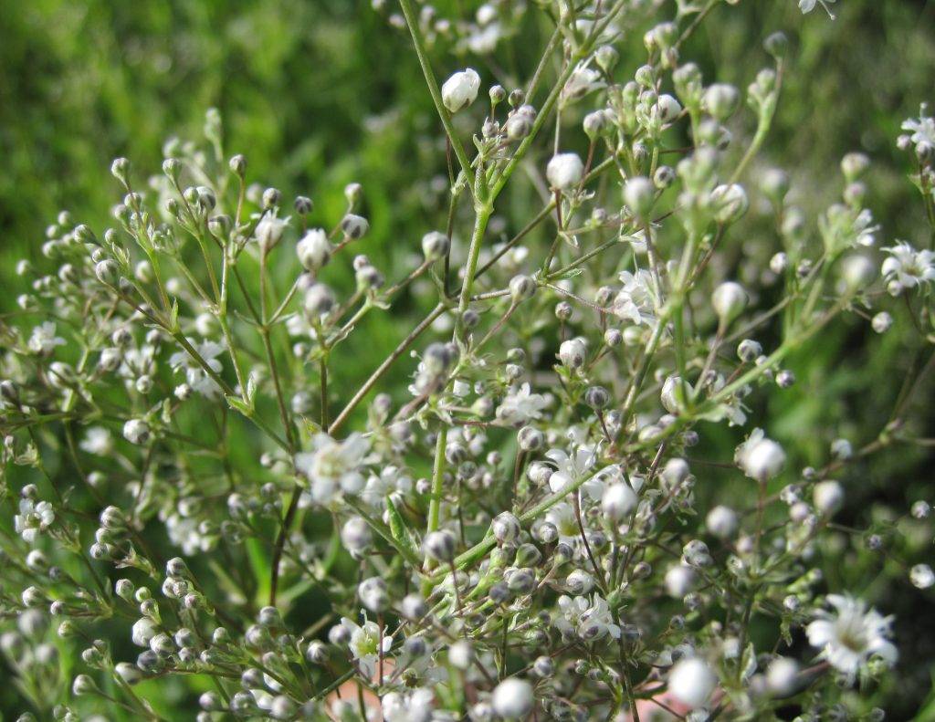 Gypsophila  'Snowflake' (baby's breath)