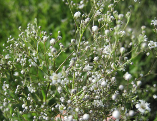 Gypsophila  'Snowflake' (baby's breath)