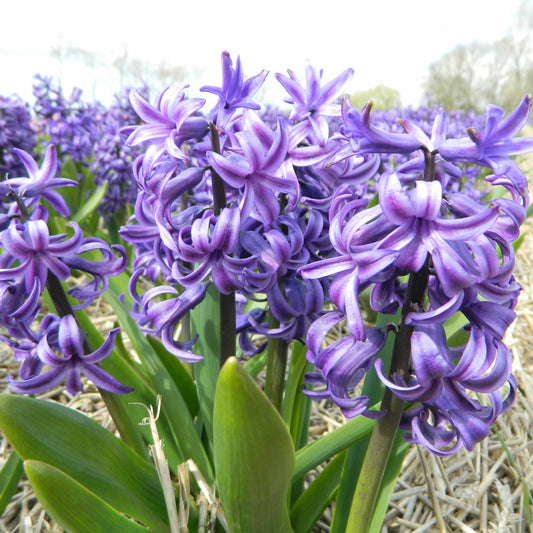 Hyacinth 'Blue Pearl'