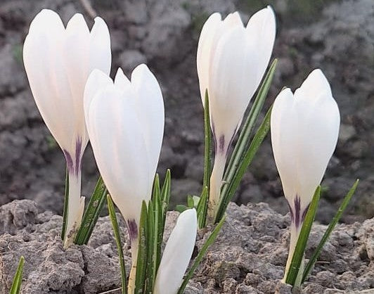 NEW: Crocus 'Ice Queen''