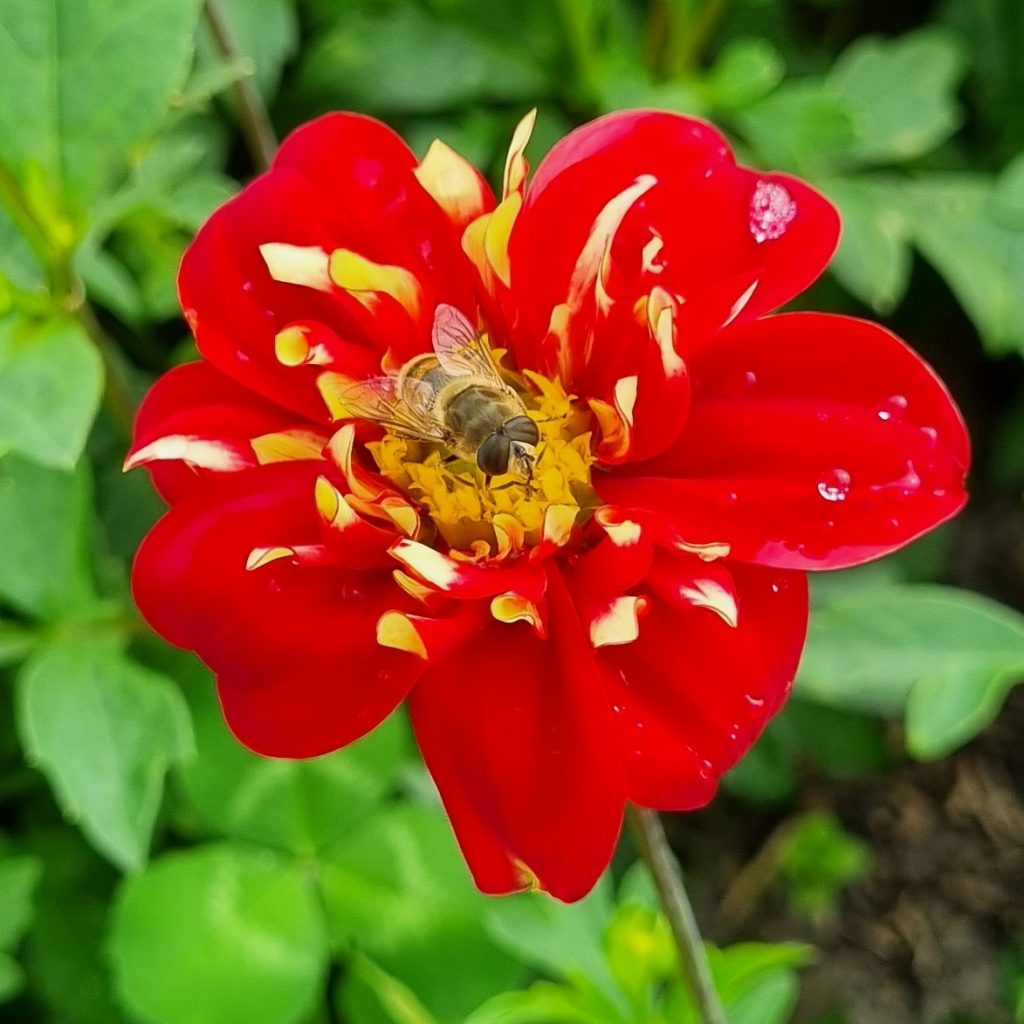 Dahlia Impression Festivo