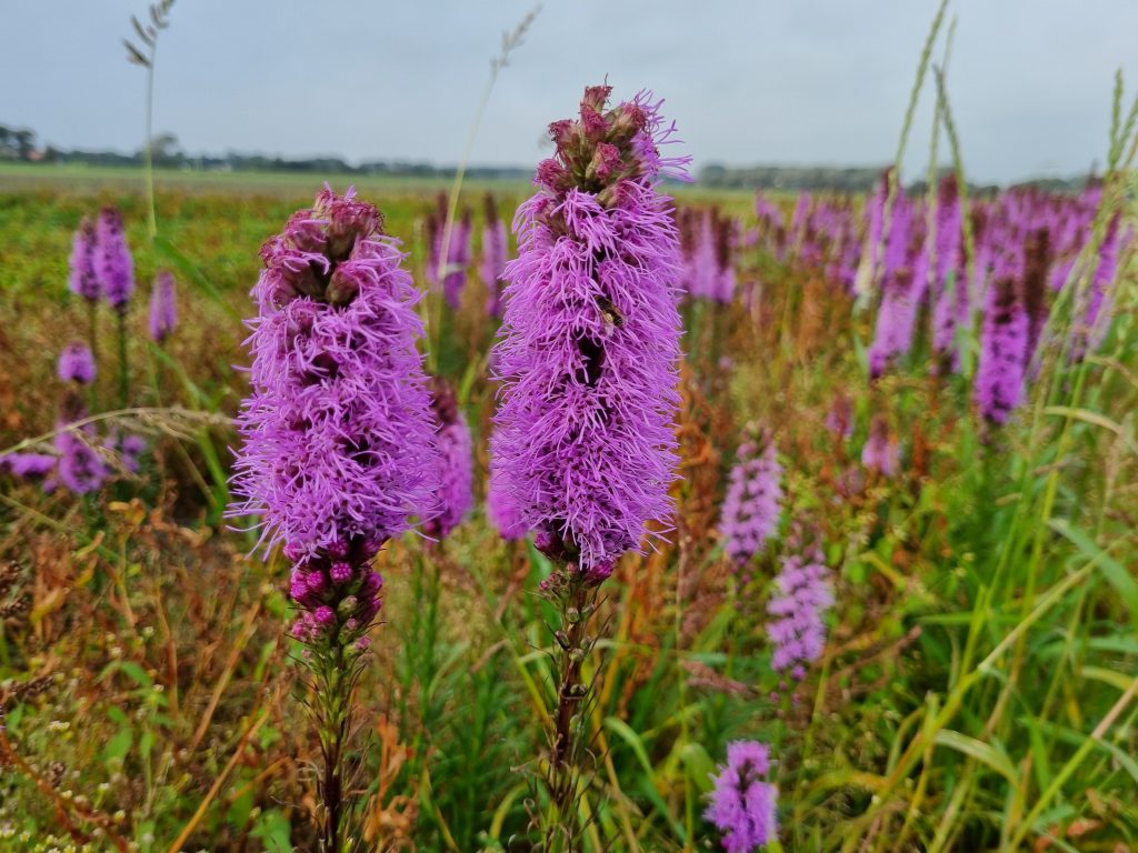 Liatris spicata