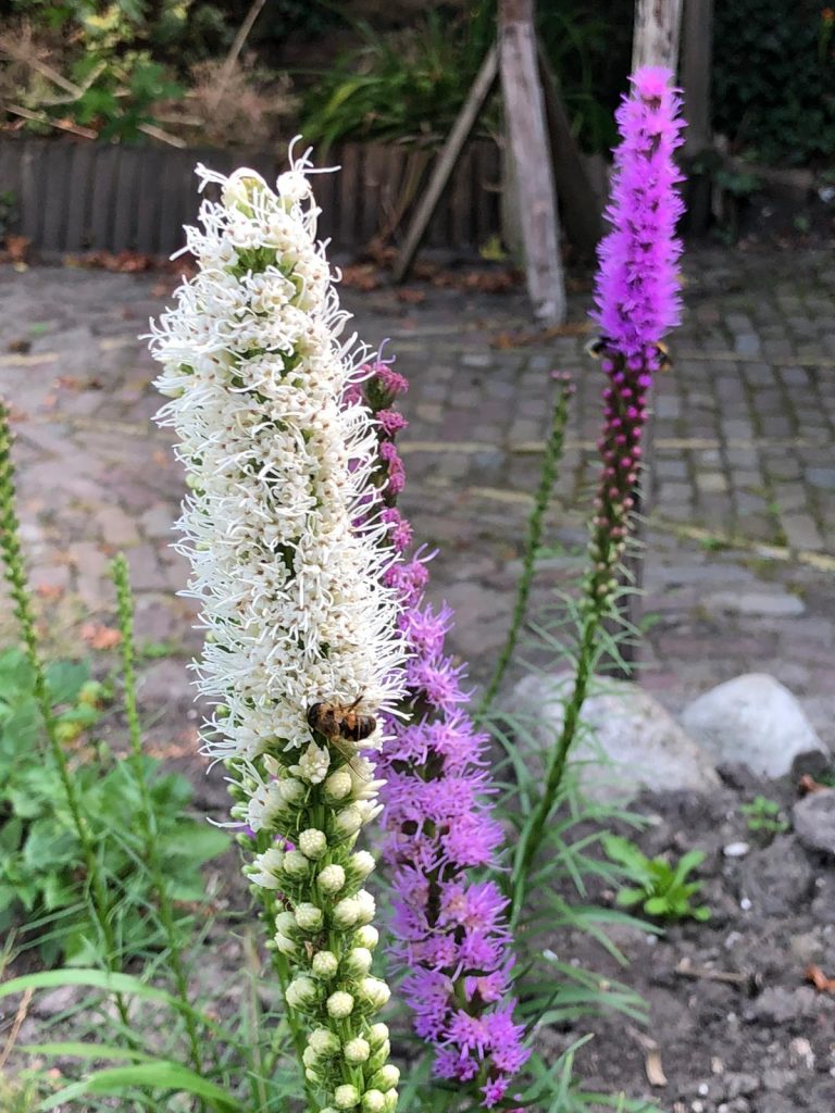 Liatris floristsan alba