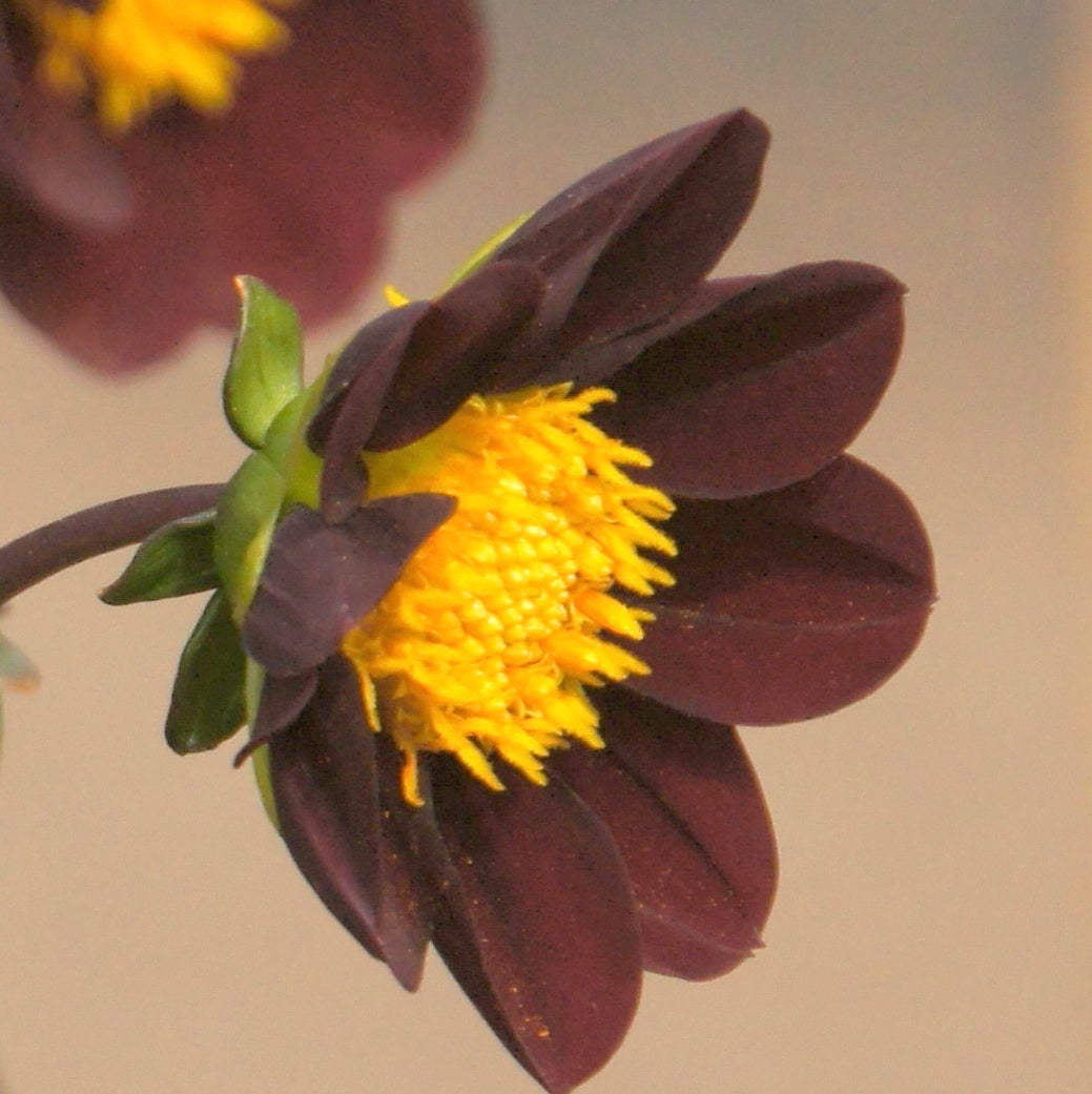 Dahlia Mexican Star - NEW