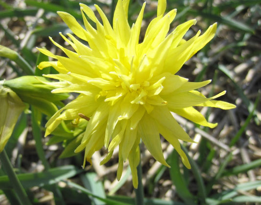 Daffodil 'Rip van Winkle'