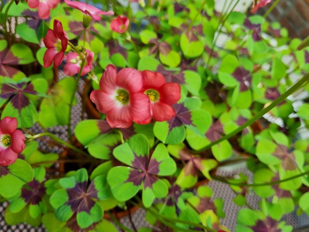 Oxalis deppei 'Iron Cross'