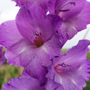 Gladiolus Performer - NEW
