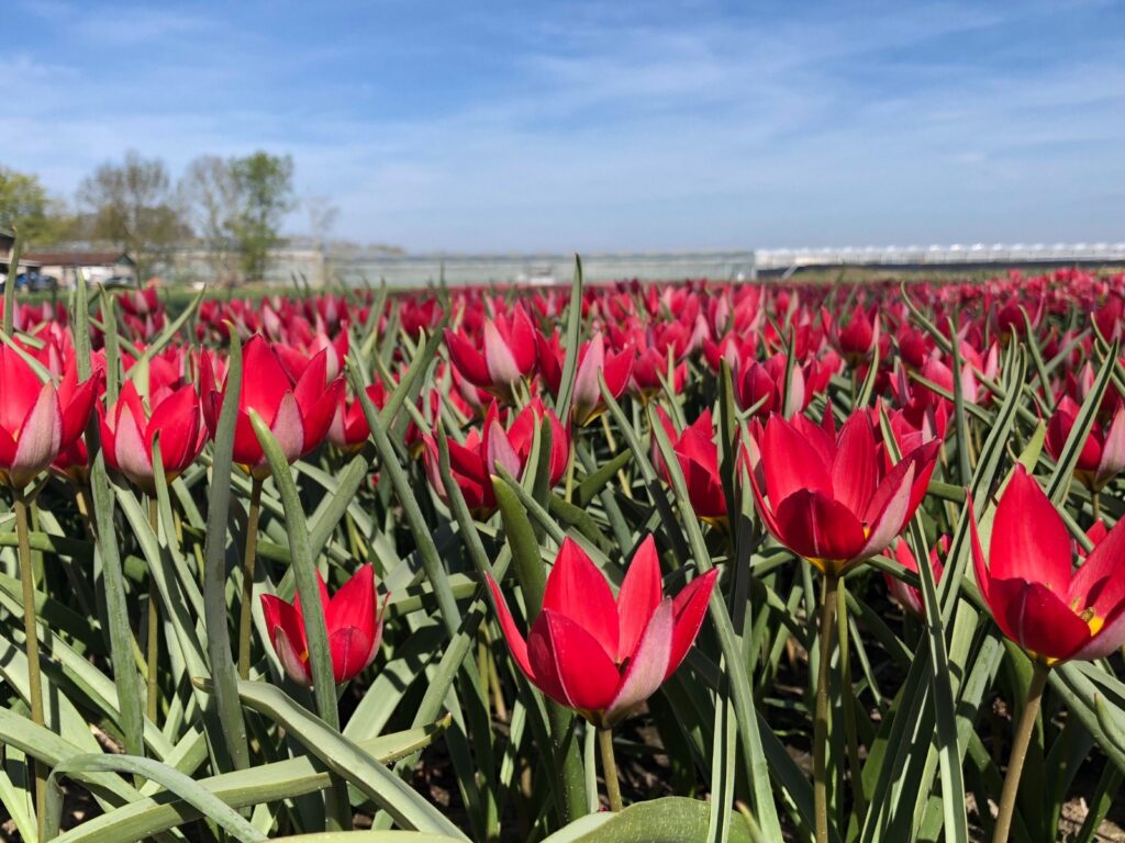 Tulipa humilis 'Red Beauty' NEW