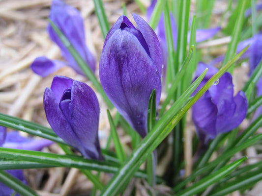 Crocus 'Ruby Giant'