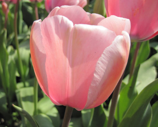 Tulipa 'Salmon Impression' (H)