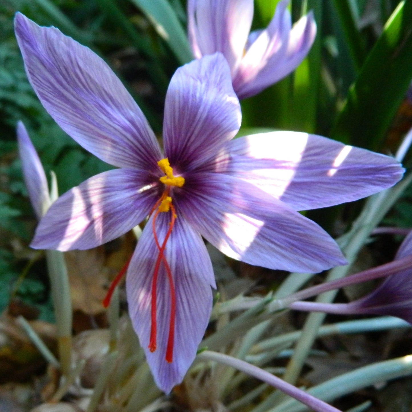 Crocus 'Sativus' (Saffron crocus) size 9/10