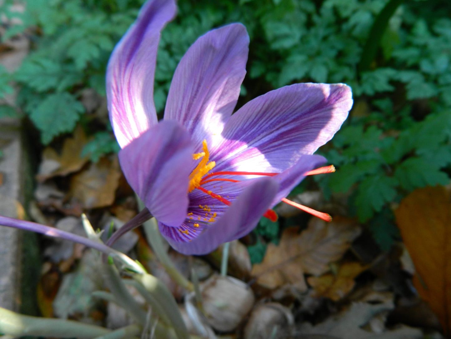 Crocus 'Sativus' (Saffron crocus) size 9/10