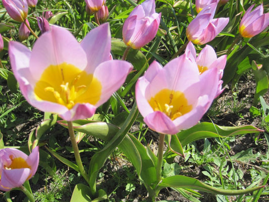 Tulipa saxatilis