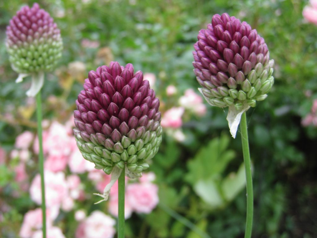 Allium spaerocephalon