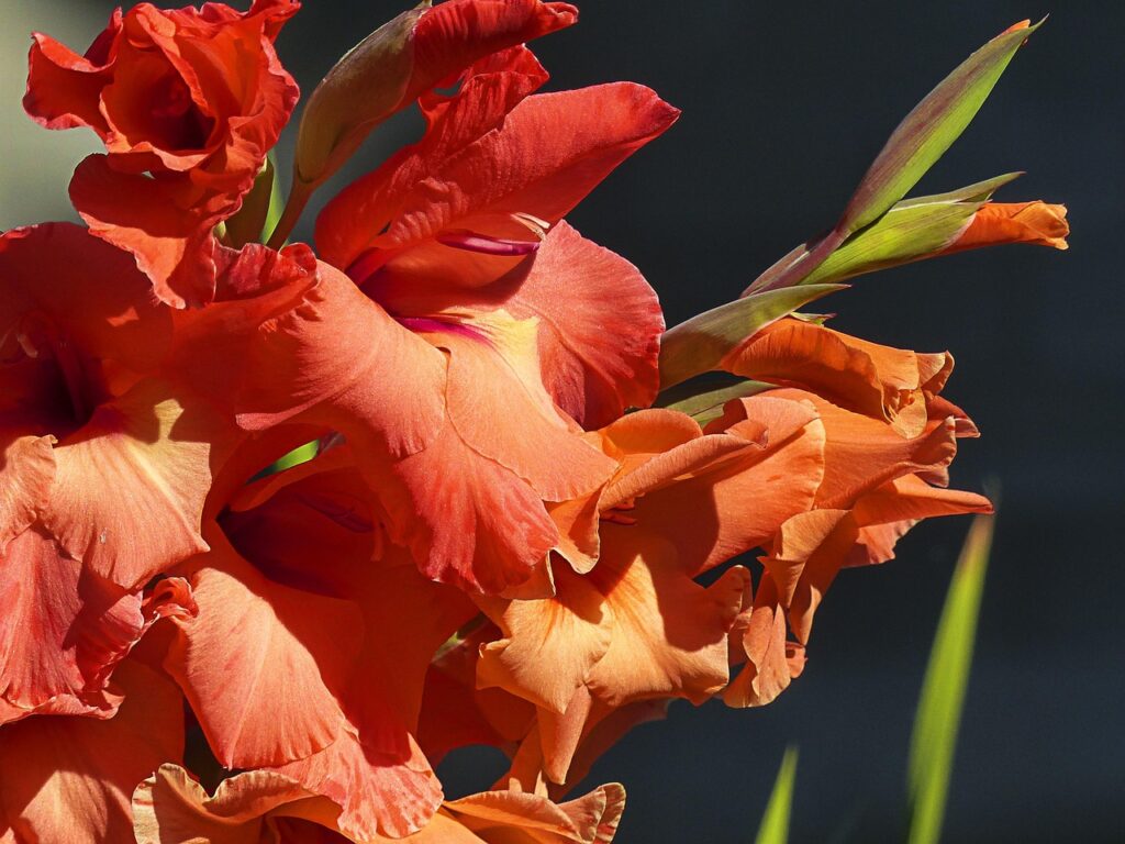 Gladiolus Stormy - NEW