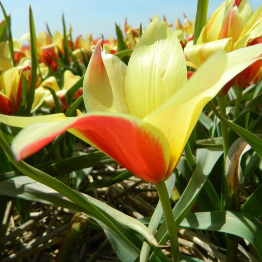 Tulipa clusiana 'Taco'