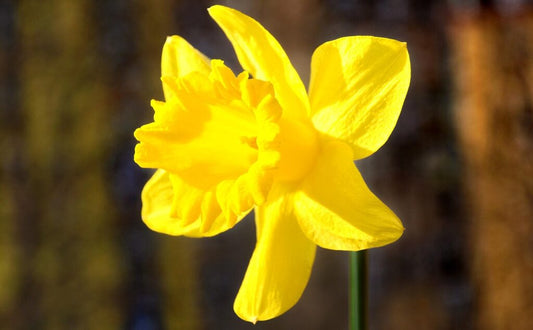 NEW: Daffodil 'Tamara'
