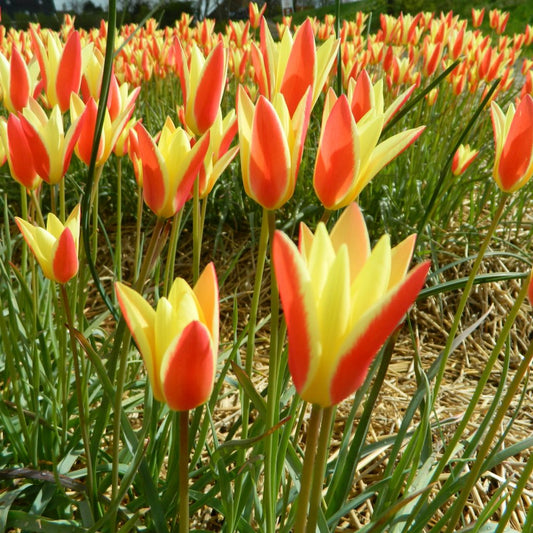 Tulipa clusiana 'Tinka'